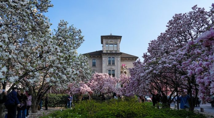 Italia: le foto delle magnolie in fiore a Milano (1)
