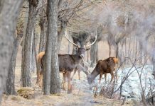Cina: Xizang, popolazione di cervi a labbra bianche in aumento (2)