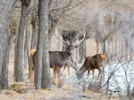 Cina: Xizang, popolazione di cervi a labbra bianche in aumento (2)