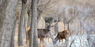 Cina: Xizang, popolazione di cervi a labbra bianche in aumento (2)