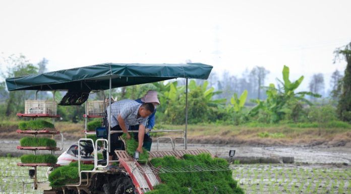 Cina: a Taishan l’agricoltura diventa “intelligente” (1)
