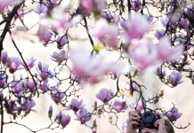 Italia: le foto delle magnolie in fiore a Milano (2)