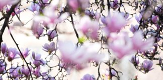 Italia: le foto delle magnolie in fiore a Milano (2)