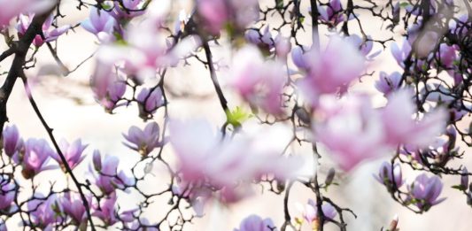 Italia: le foto delle magnolie in fiore a Milano (2)