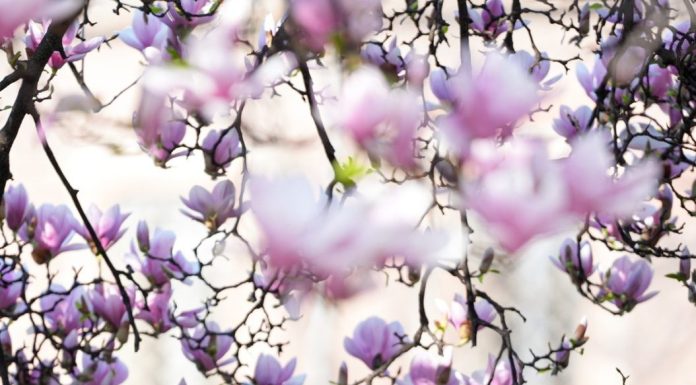 Italia: le foto delle magnolie in fiore a Milano (2)