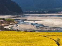 Cina: Xizang, fiori di colza e di pesco in piena fioritura (1)