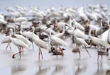 Cina: Jiangxi, sistema di compensazioni ai contadini favorisce la tutela degli uccelli migratori (2)