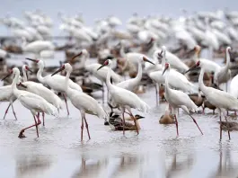 Cina: Jiangxi, sistema di compensazioni ai contadini favorisce la tutela degli uccelli migratori (2)