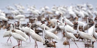 Cina: Jiangxi, sistema di compensazioni ai contadini favorisce la tutela degli uccelli migratori (2)