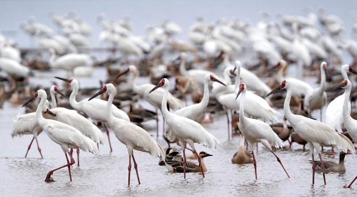 Cina: Jiangxi, sistema di compensazioni ai contadini favorisce la tutela degli uccelli migratori (2)