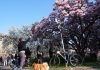Italia: le foto delle magnolie in fiore a Milano (3)