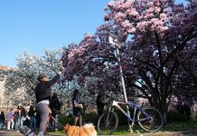 Italia: le foto delle magnolie in fiore a Milano (3)