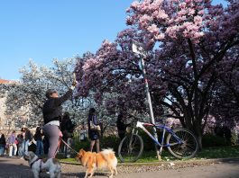 Italia: le foto delle magnolie in fiore a Milano (3)