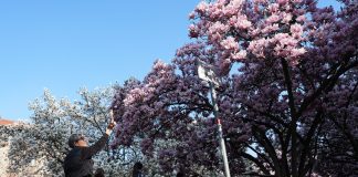 Italia: le foto delle magnolie in fiore a Milano (3)
