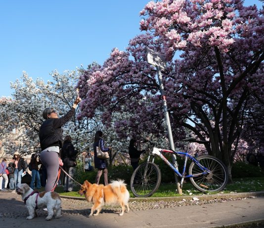 Italia: le foto delle magnolie in fiore a Milano (3)