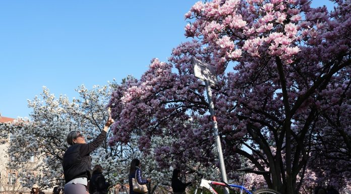 Italia: le foto delle magnolie in fiore a Milano (3)