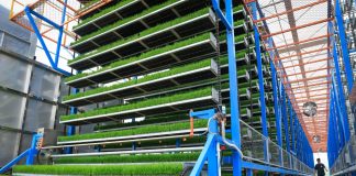 Cina: a Taishan l’agricoltura diventa “intelligente” (3)