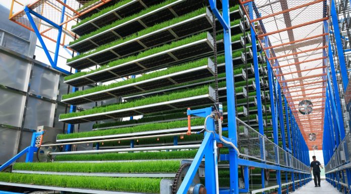 Cina: a Taishan l’agricoltura diventa “intelligente” (3)