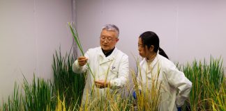 Cina: scienziati identificano geni per crescita perenne del riso selvatico (1)