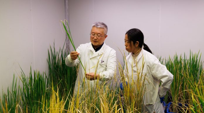 Cina: scienziati identificano geni per crescita perenne del riso selvatico (1)