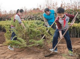 Cina: il 12 marzo ricorre Giornata nazionale di piantumazione degli alberi (1)