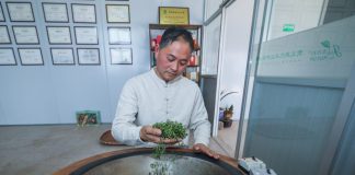 Cina: comincia stagione del raccolto nelle piantagioni di tè a Wuyi (2)