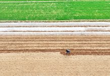 Cina: Shandong, in corso l’aratura per le coltivazioni primaverili (2)