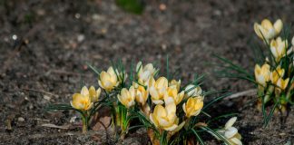 La primavera inizia sempre con l’equinozio di primavera? Non sempre, dipende da dove si vive primule