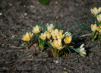 La primavera inizia sempre con l’equinozio di primavera? Non sempre, dipende da dove si vive primule