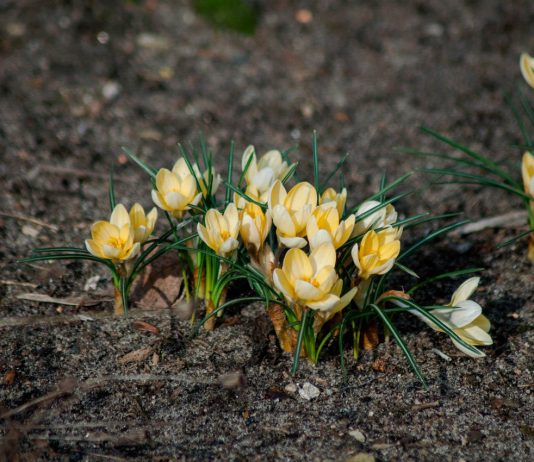 La primavera inizia sempre con l’equinozio di primavera? Non sempre, dipende da dove si vive primule