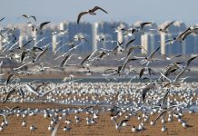 Cina: gabbiani in volo sulla spiaggia a Qinhuangdao (1)