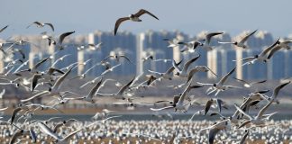 Cina: gabbiani in volo sulla spiaggia a Qinhuangdao (1)