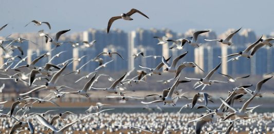 Cina: gabbiani in volo sulla spiaggia a Qinhuangdao (1)