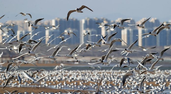 Cina: gabbiani in volo sulla spiaggia a Qinhuangdao (1)