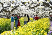 Cina: turisti in visita a Zhoujiazhuang per la fioritura dei peri (1)