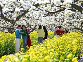 Cina: turisti in visita a Zhoujiazhuang per la fioritura dei peri (1)