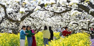 Cina: turisti in visita a Zhoujiazhuang per la fioritura dei peri (1)