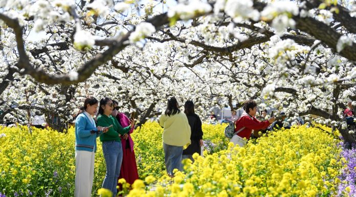 Cina: turisti in visita a Zhoujiazhuang per la fioritura dei peri (1)