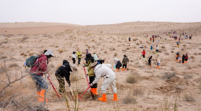 Cina: volontari piantano alberi per contrastare la desertificazione (1)