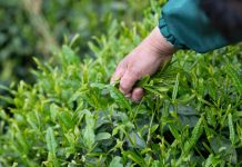 Cina: agricoltori portano l’aroma del tè dalle remote montagne alle città (1)