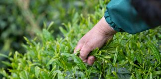 Cina: agricoltori portano l’aroma del tè dalle remote montagne alle città (1)