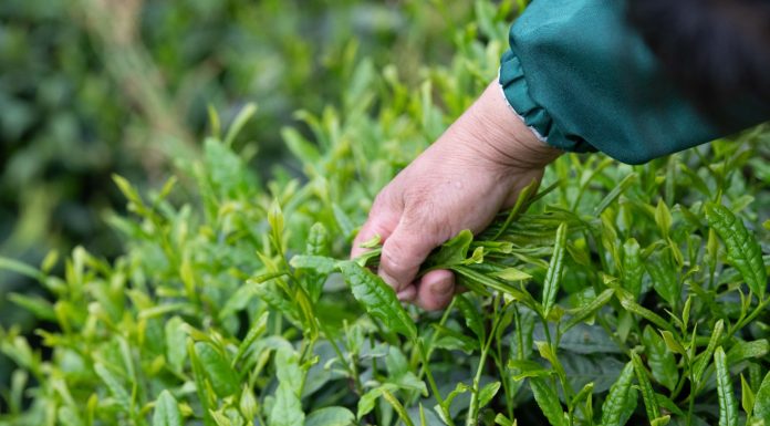 Cina: agricoltori portano l’aroma del tè dalle remote montagne alle città (1)