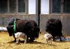 Cina: ottenute nascite su larga scala di yak clonati