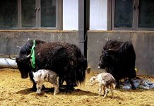 Cina: ottenute nascite su larga scala di yak clonati