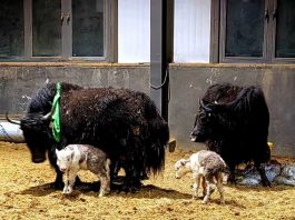 Cina: ottenute nascite su larga scala di yak clonati (1)