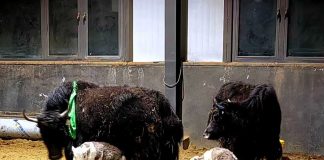Cina: ottenute nascite su larga scala di yak clonati