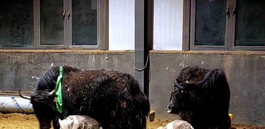 Cina: ottenute nascite su larga scala di yak clonati (1)