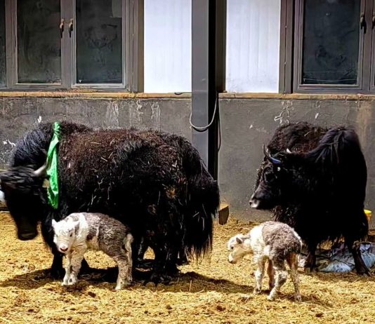Cina: ottenute nascite su larga scala di yak clonati