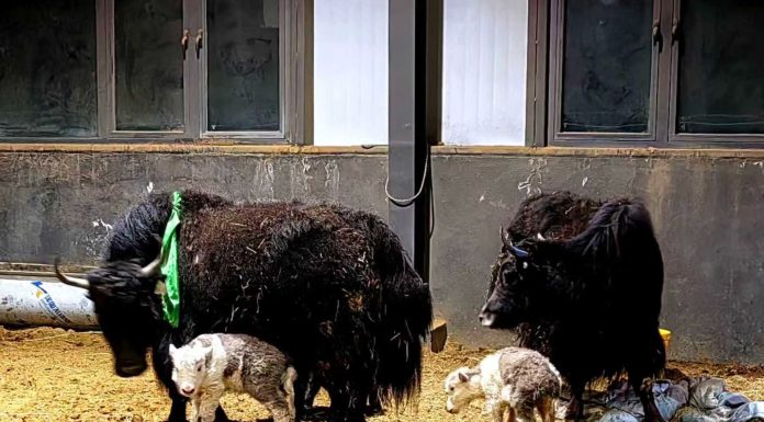 Cina: ottenute nascite su larga scala di yak clonati