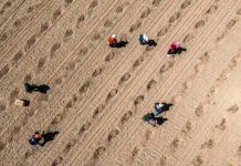 Cina: le gemme verdi del Gobi, le angurie di Xisha coltivate a Zhongwei (2)